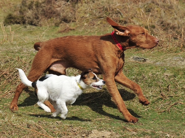 Dogs running with magnetic collars